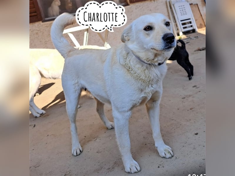 Charlotte ein Labi-Mix
