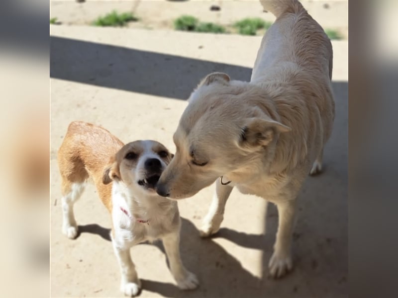 Charlotte ein Labi-Mix