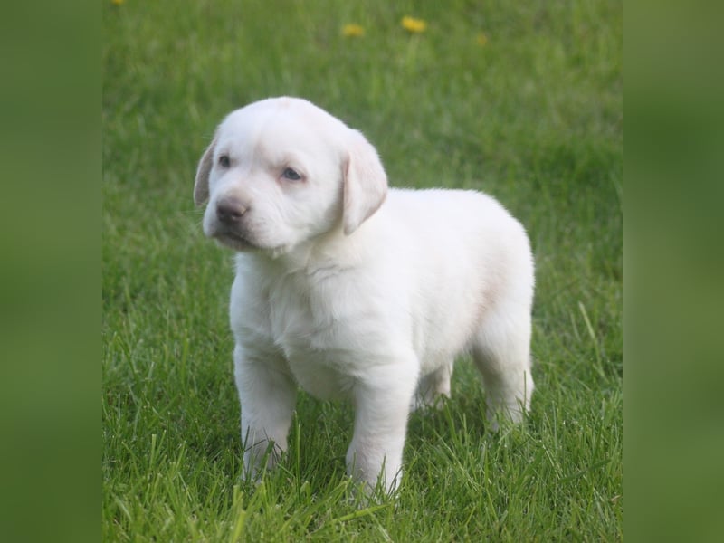 Labrador welpen in Tolle farben!