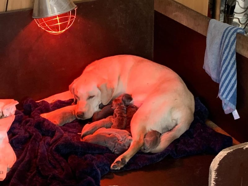 Labrador welpen in Tolle farben!