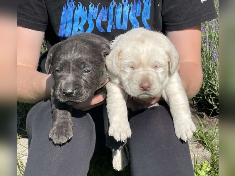 Labrador welpen in Tolle farben!