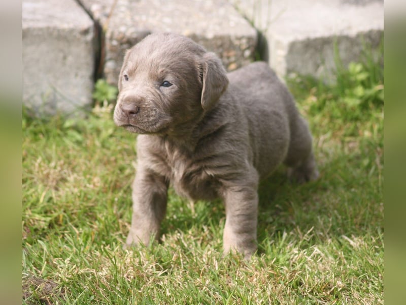 Labrador welpen in Tolle farben!