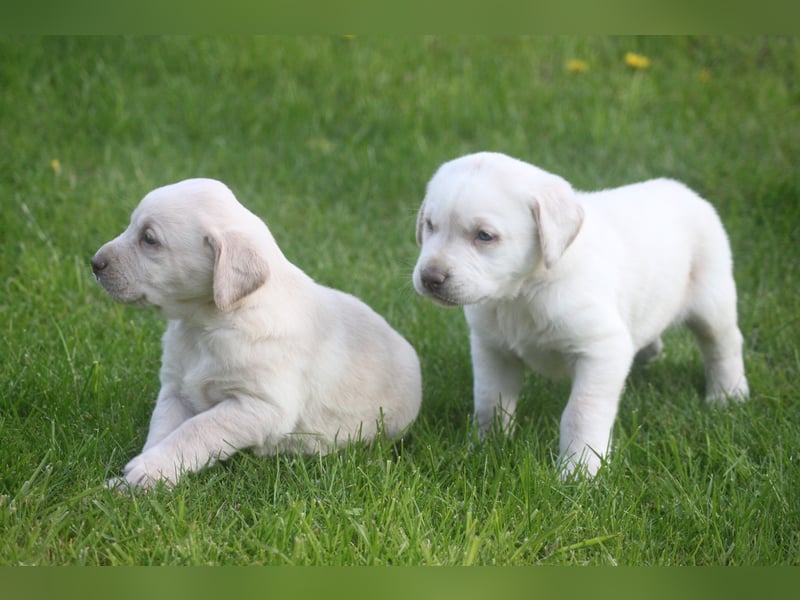 Labrador welpen in Tolle farben!