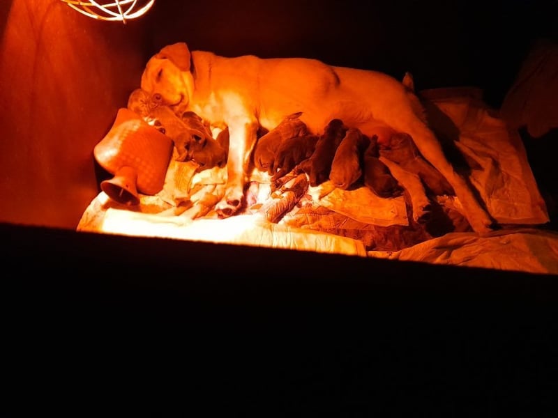 Labrador welpen in Tolle farben!