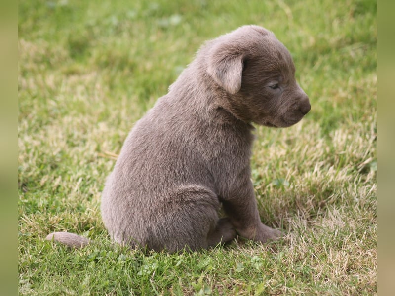 Labrador welpen in Tolle farben!