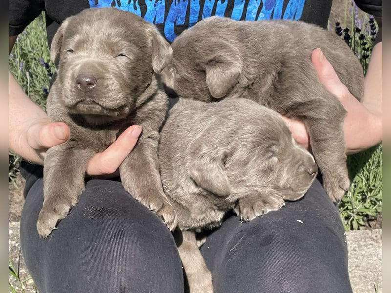 Labrador welpen in Tolle farben!