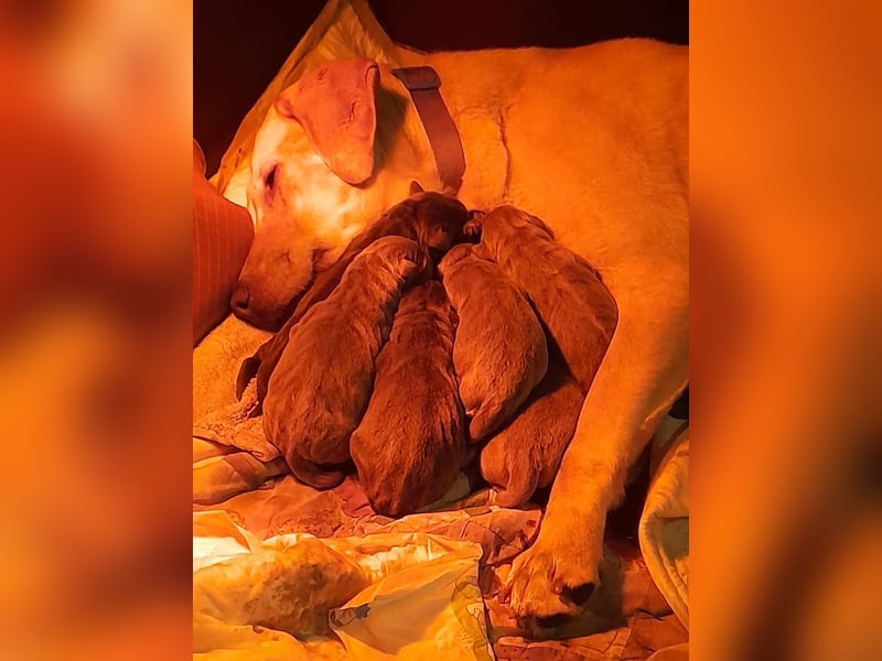 Labrador welpen in Tolle farben!