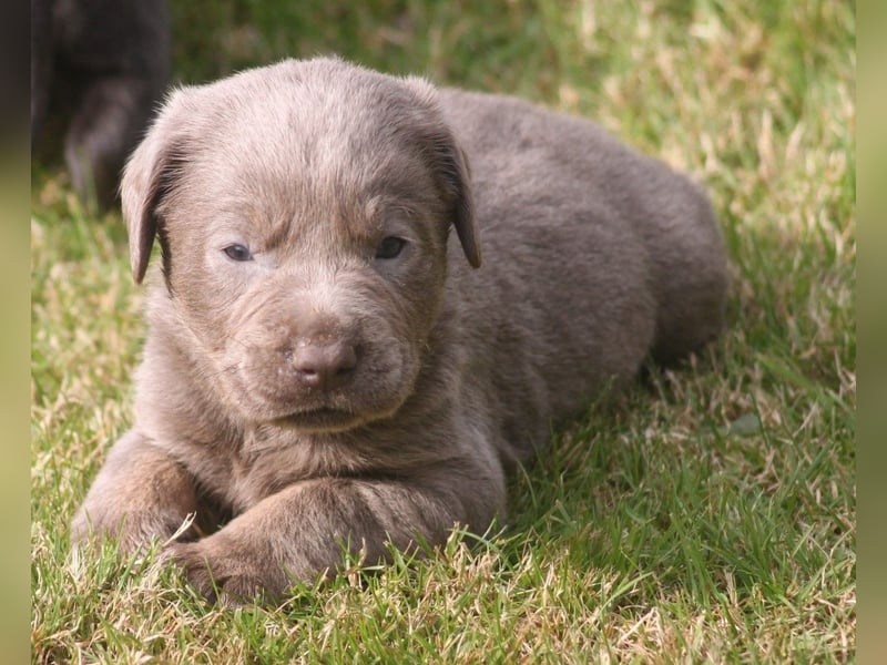 Labrador welpen in Tolle farben!