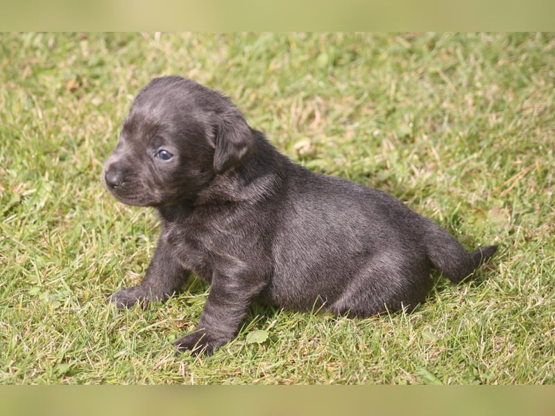 Labrador welpen in Tolle farben!