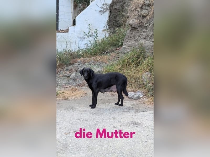 Lizzi wünscht sich ein eigenes Körbchen