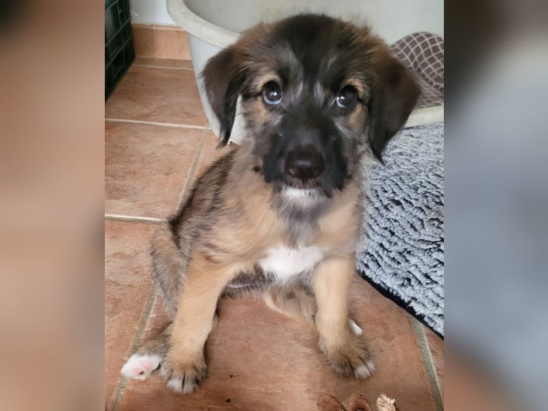 Lizzi wünscht sich ein eigenes Körbchen