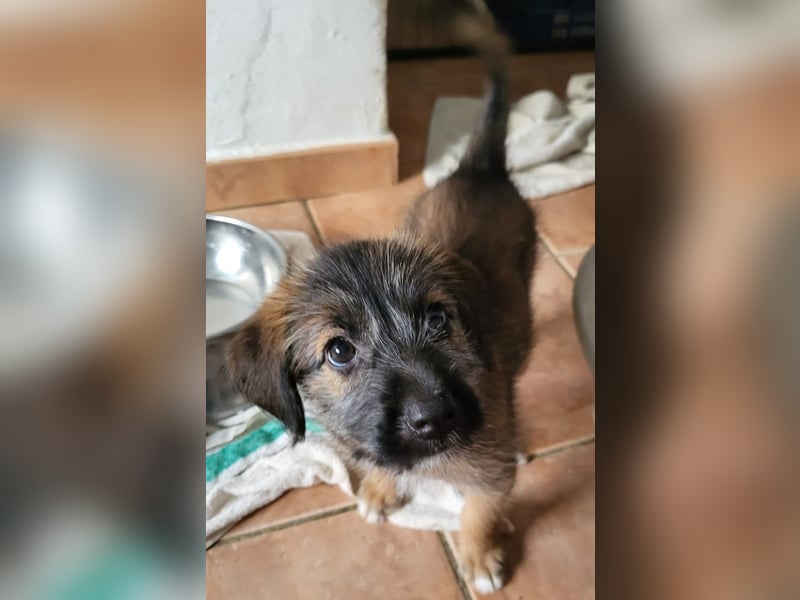 Lizzi wünscht sich ein eigenes Körbchen