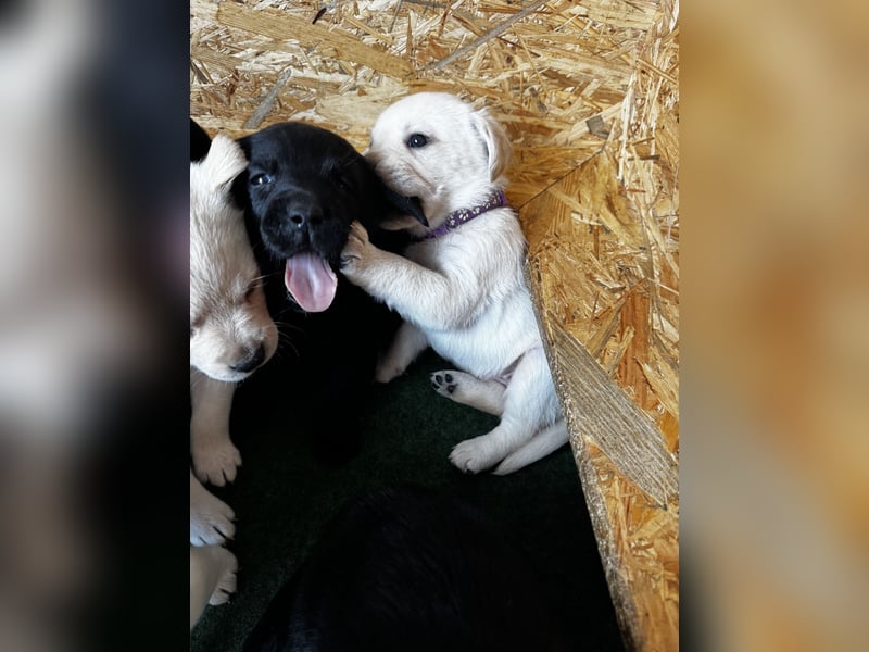 Labrador Hündin