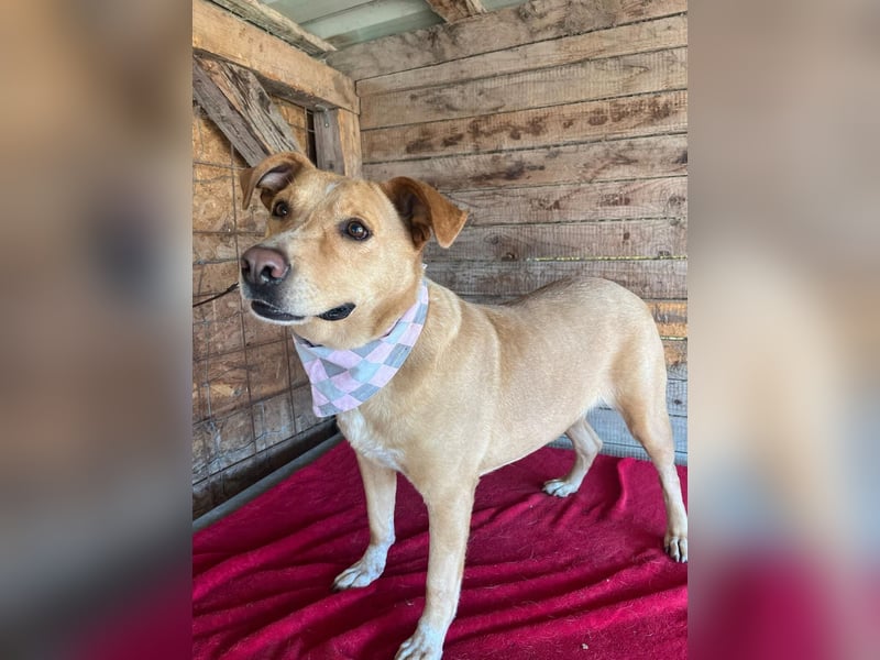 Dagi, Labrador-Mix, Hündin, geb. 02.07.2020, 50 cm