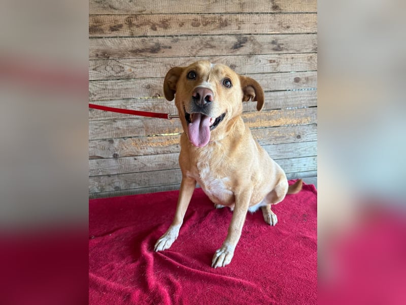 Dagi, Labrador-Mix, Hündin, geb. 02.07.2020, 50 cm