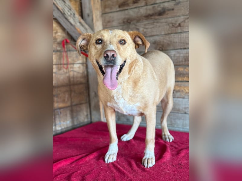 Dagi, Labrador-Mix, Hündin, geb. 02.07.2020, 50 cm