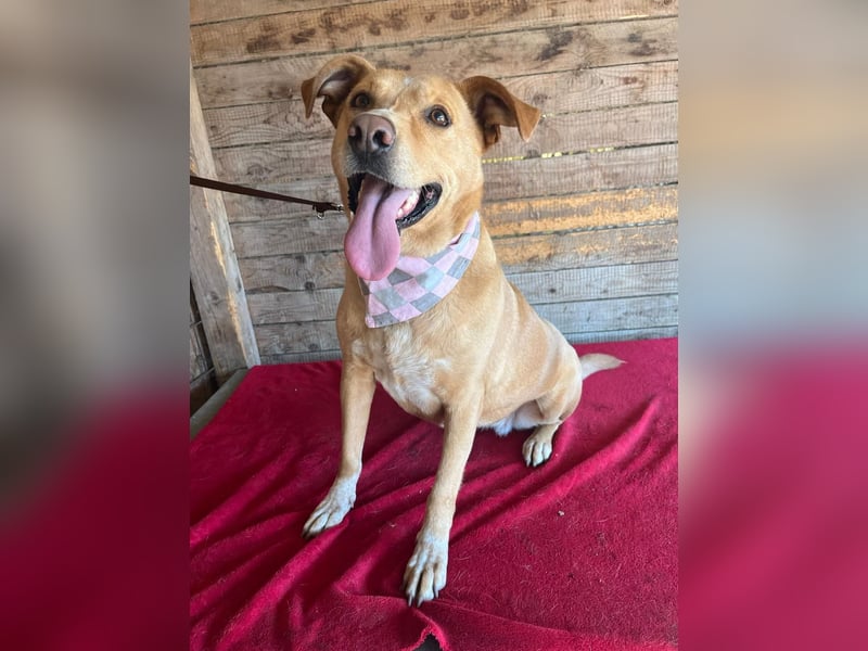 Dagi, Labrador-Mix, Hündin, geb. 02.07.2020, 50 cm