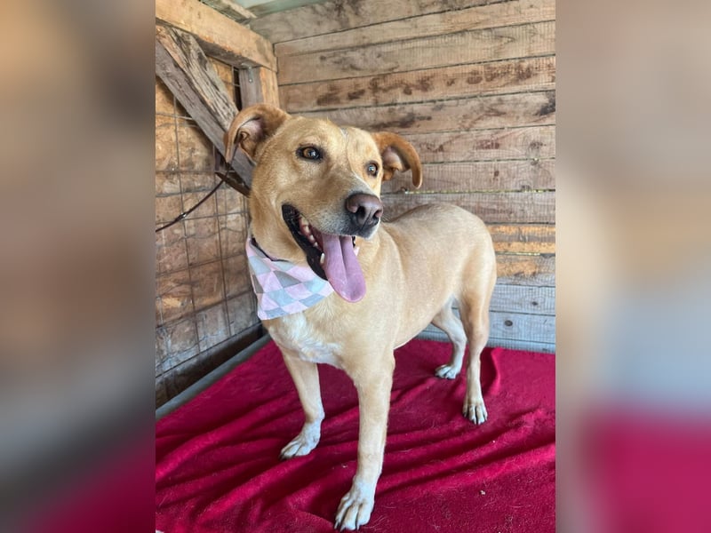 Dagi, Labrador-Mix, Hündin, geb. 02.07.2020, 50 cm