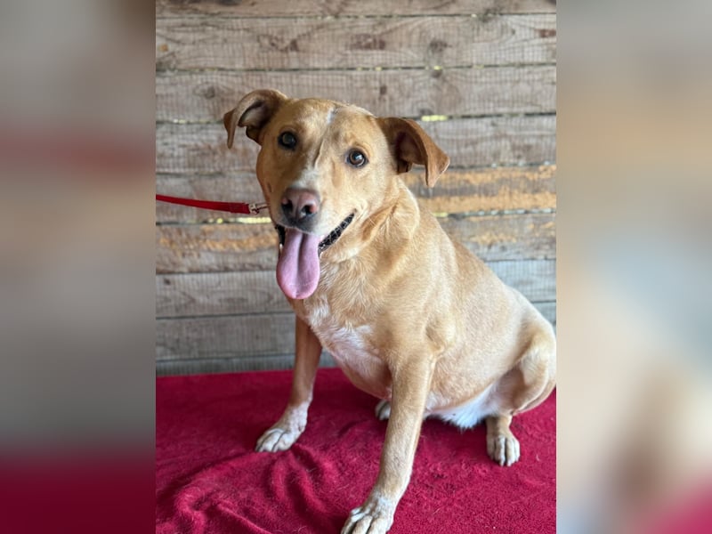 Dagi, Labrador-Mix, Hündin, geb. 02.07.2020, 50 cm