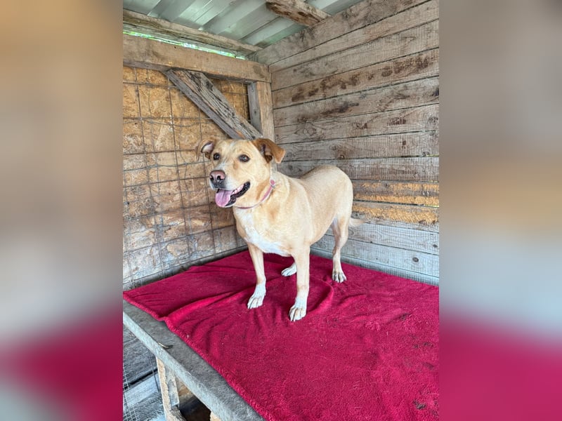 Dagi, Labrador-Mix, Hündin, geb. 02.07.2020, 50 cm