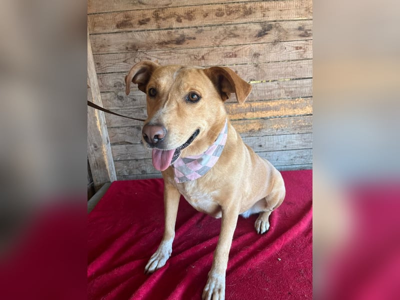 Dagi, Labrador-Mix, Hündin, geb. 02.07.2020, 50 cm