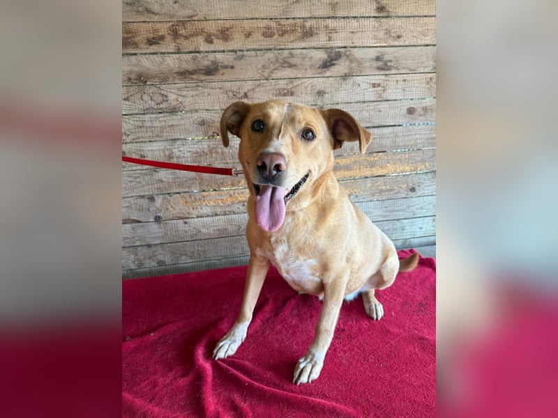 Dagi, Labrador-Mix, Hündin, geb. 02.07.2020, 50 cm