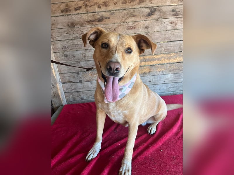Dagi, Labrador-Mix, Hündin, geb. 02.07.2020, 50 cm