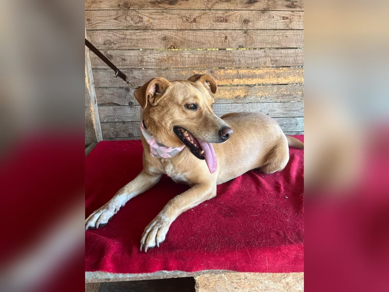 Dagi, Labrador-Mix, Hündin, geb. 02.07.2020, 50 cm