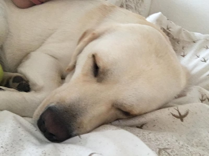 Lucy -lebensfrohe Labrador-Dame