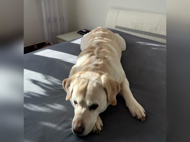 Lucy -lebensfrohe Labrador-Dame