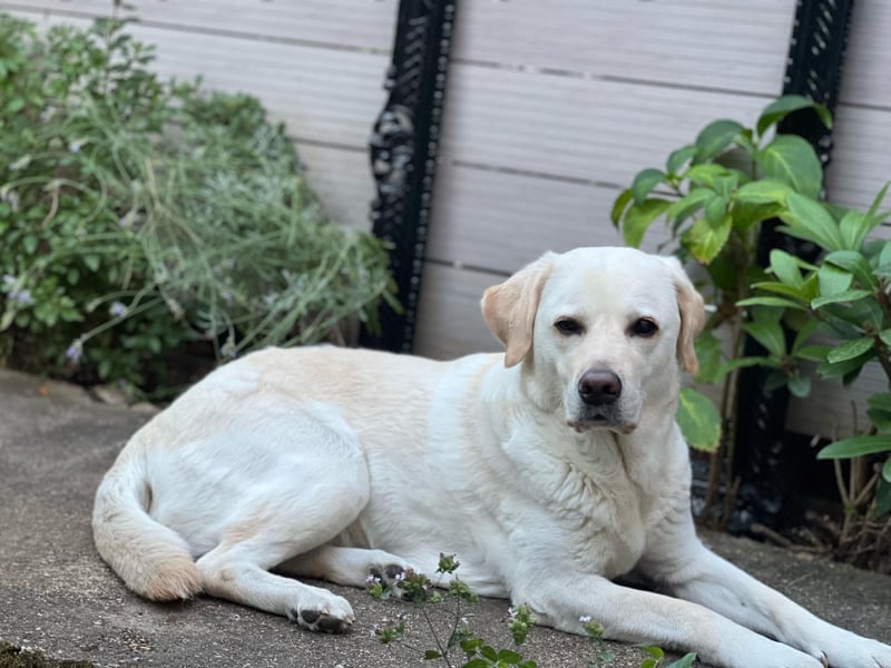 Lucy -lebensfrohe Labrador-Dame