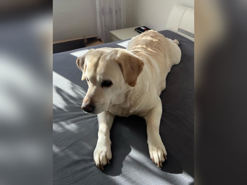 Lucy -lebensfrohe Labrador-Dame
