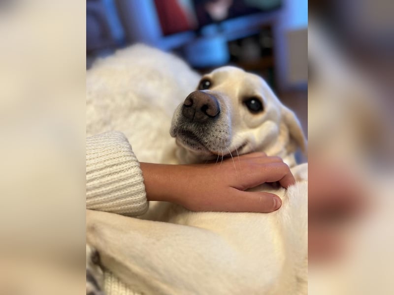 Lucy -lebensfrohe Labrador-Dame