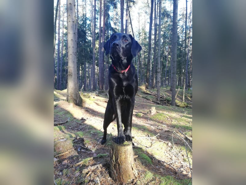Liebenswerte Herausforderung sucht