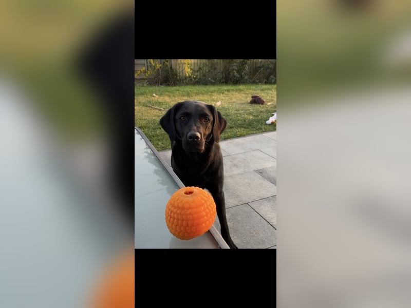 Liebenswerte Herausforderung sucht