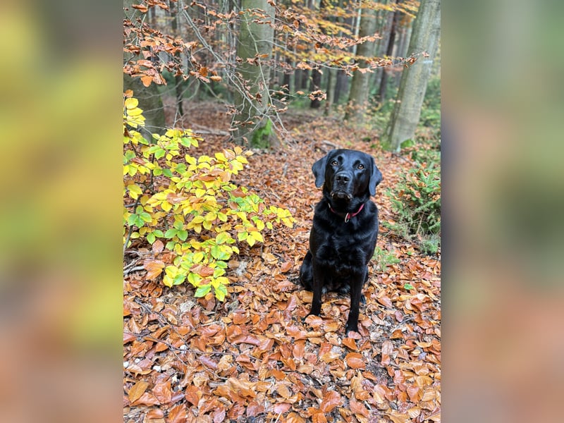 Liebenswerte Herausforderung sucht
