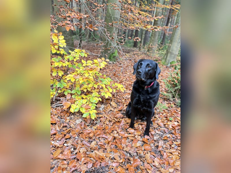 Liebenswerte Herausforderung sucht