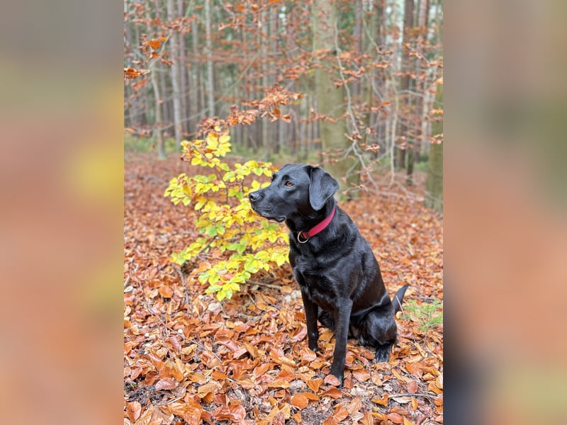 Liebenswerte Herausforderung sucht