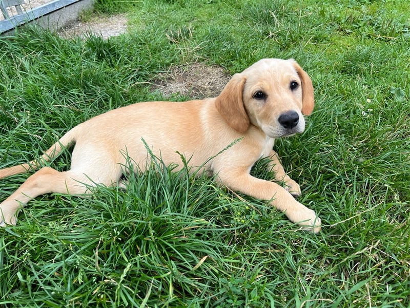 Labrador Retriever Welpen