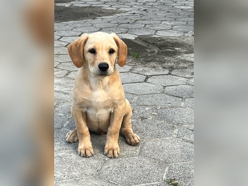 Labrador Retriever Welpen