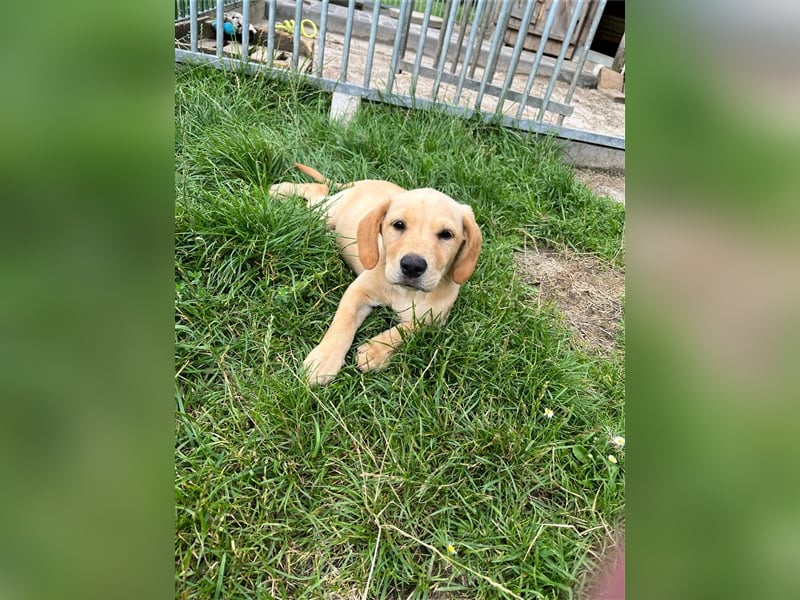 Labrador Retriever Welpen