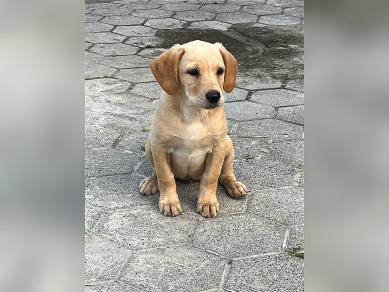 Labrador Retriever Welpen