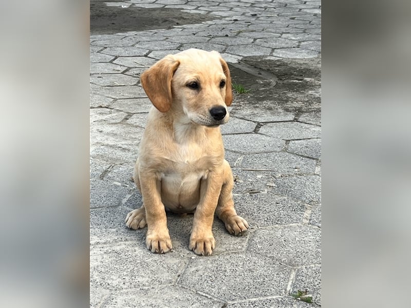 Labrador Retriever Welpen