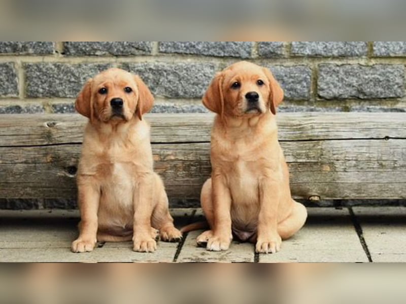 Vor erzogene Labradorwelpen