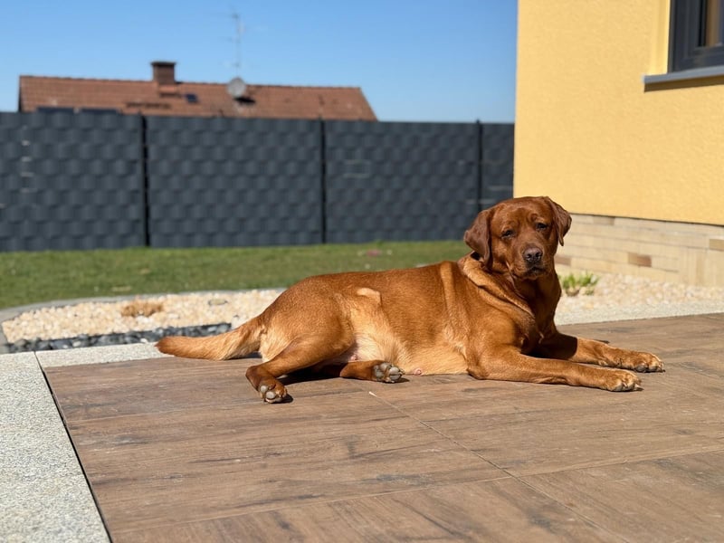 Foxred Labrador Welpen ab Mitte Juni abzugeben