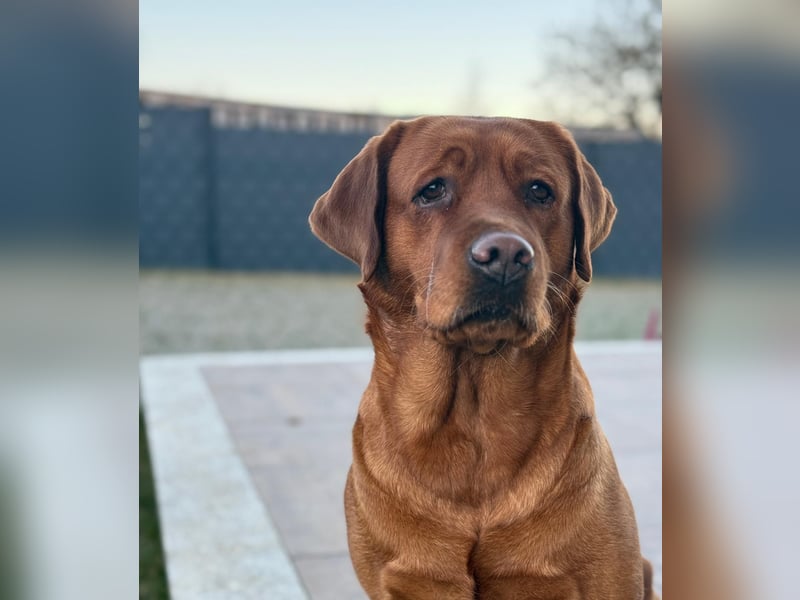Foxred Labrador Welpen ab Mitte Juni abzugeben