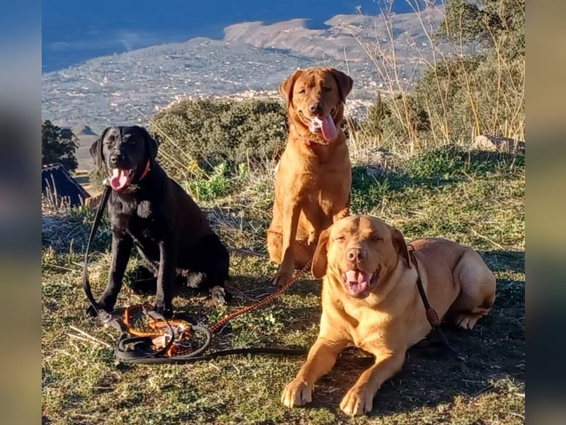 Foxred Labrador Welpen ab Mitte Juni abzugeben