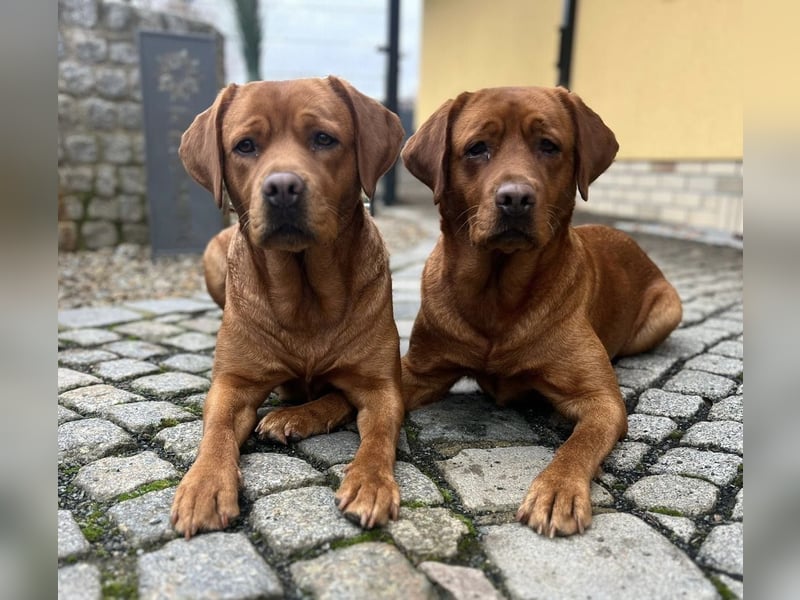 Foxred Labrador Welpen ab Mitte Juni abzugeben