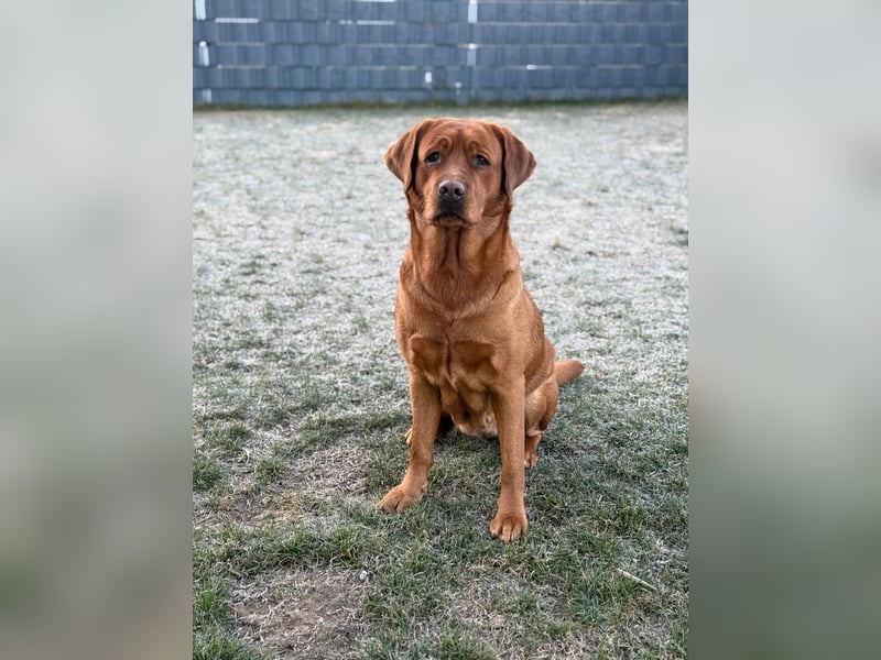Foxred Labrador Welpen ab Mitte Juni abzugeben