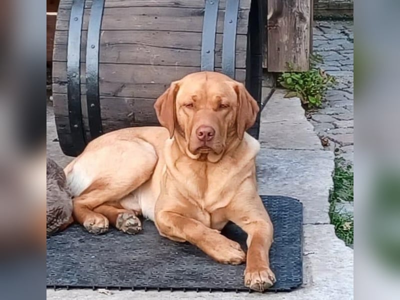 Foxred Labrador Welpen ab Mitte Juni abzugeben